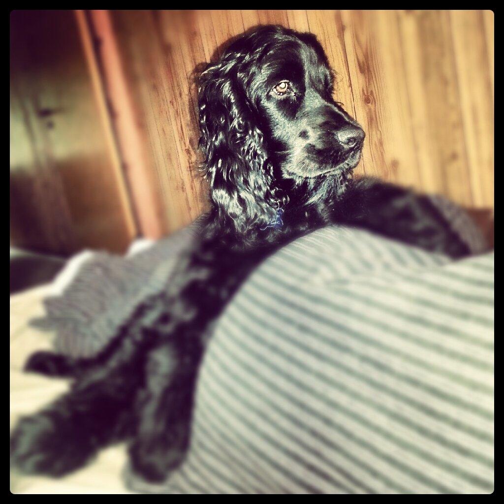 Cocker spaniel Højbjerg Euphorbiastjerne Cito billede 15