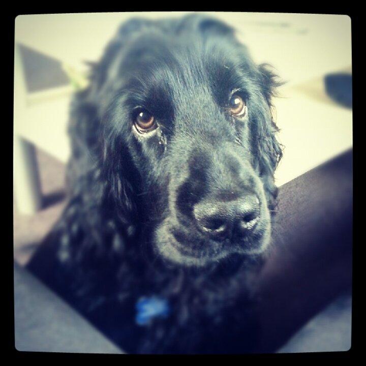 Cocker spaniel Højbjerg Euphorbiastjerne Cito billede 16