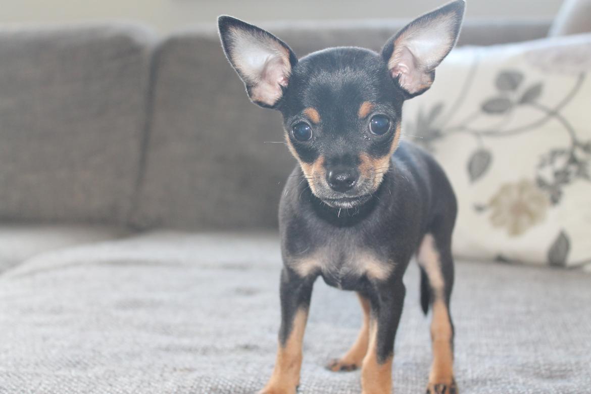 Blanding af racer Prazsky Krysarik / Chihuahua - CARLOIOS billede 1