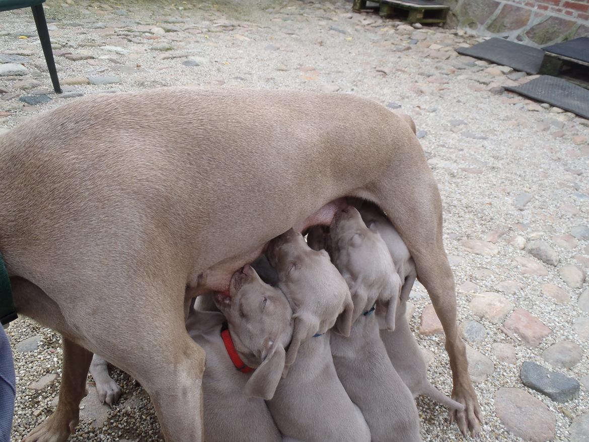 Weimaraner Freja billede 1