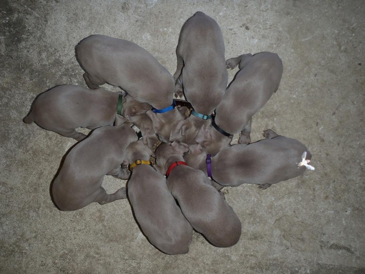 Weimaraner Freja billede 2