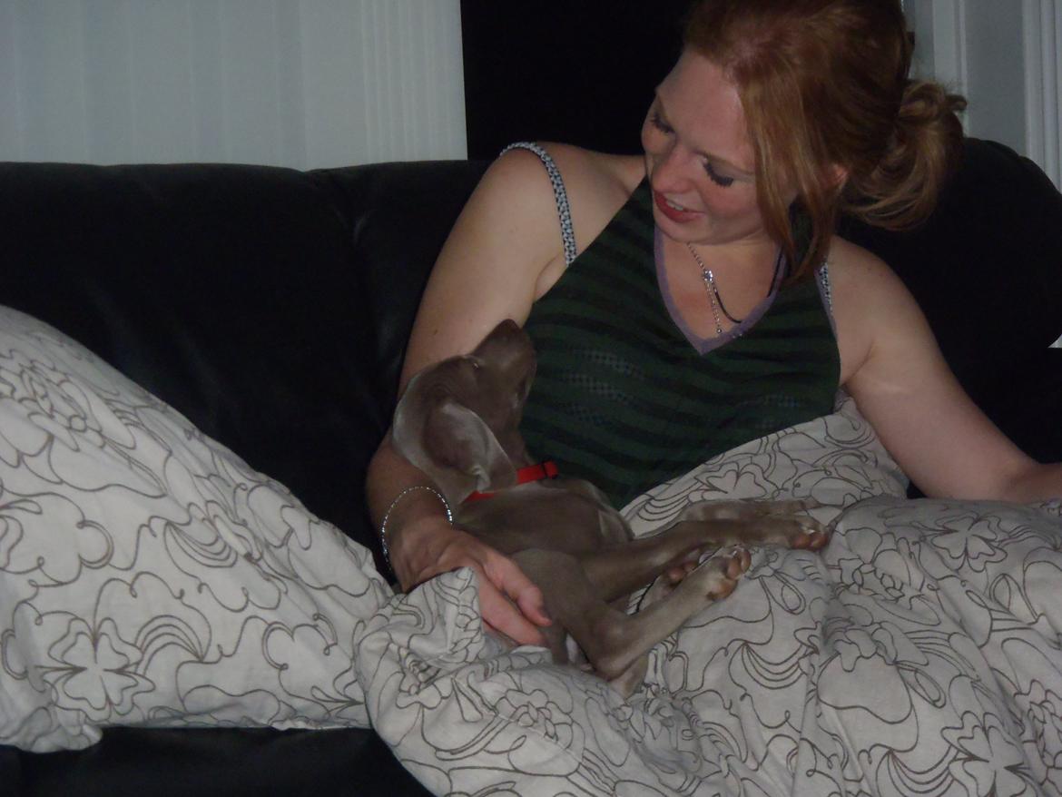 Weimaraner Freja billede 3