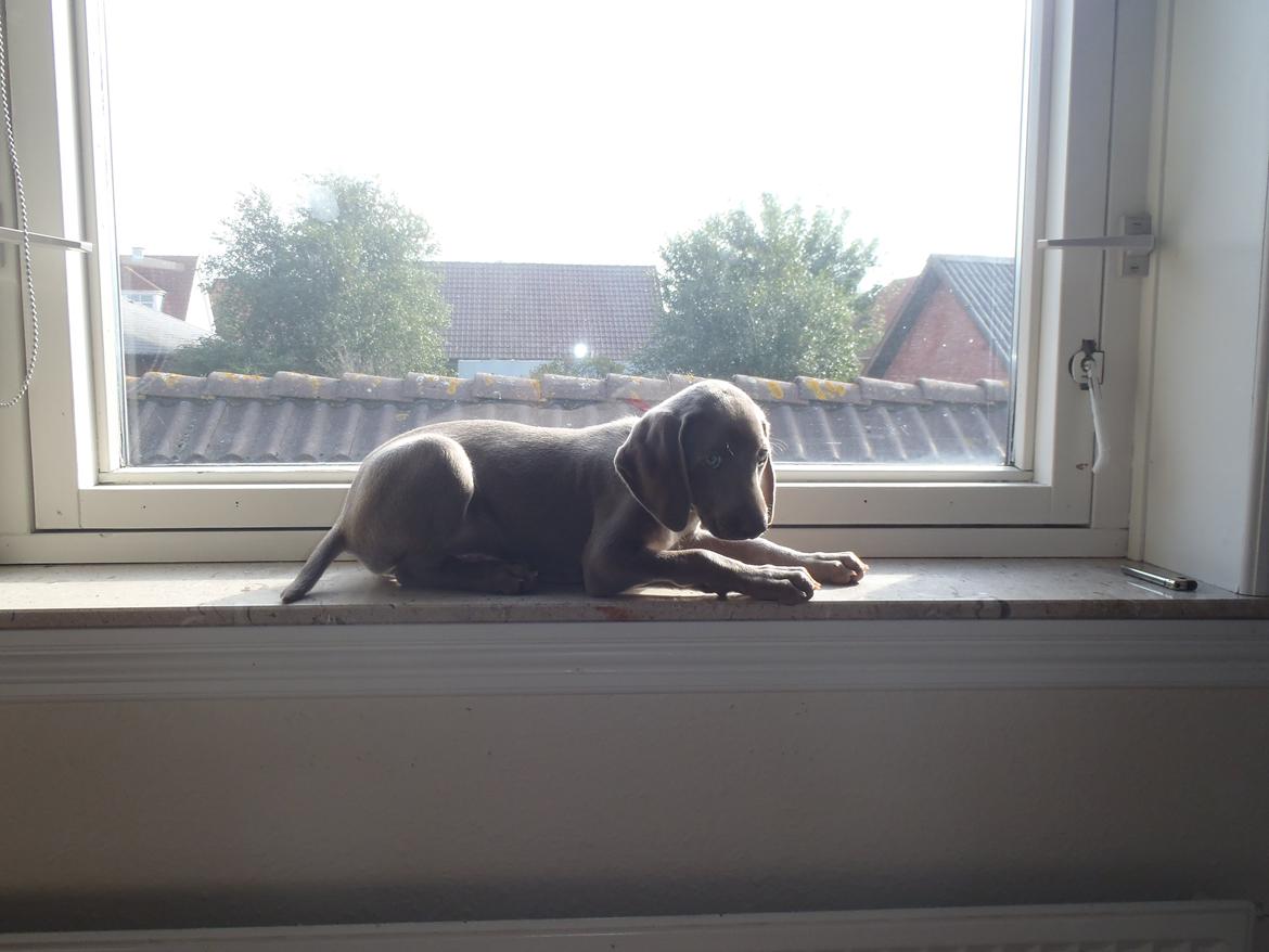 Weimaraner Freja billede 4