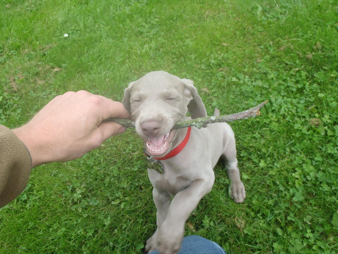Weimaraner Freja billede 5