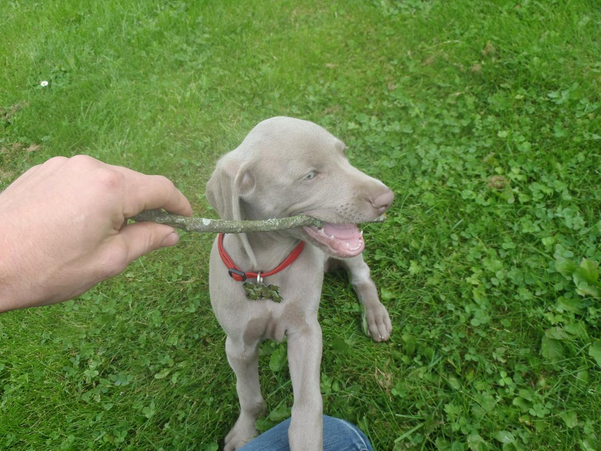 Weimaraner Freja billede 6