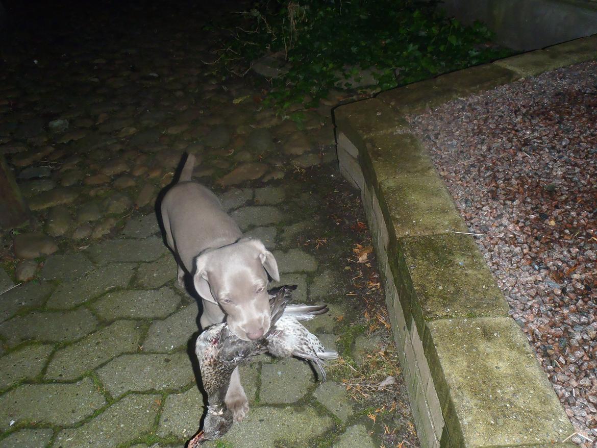 Weimaraner Freja billede 7