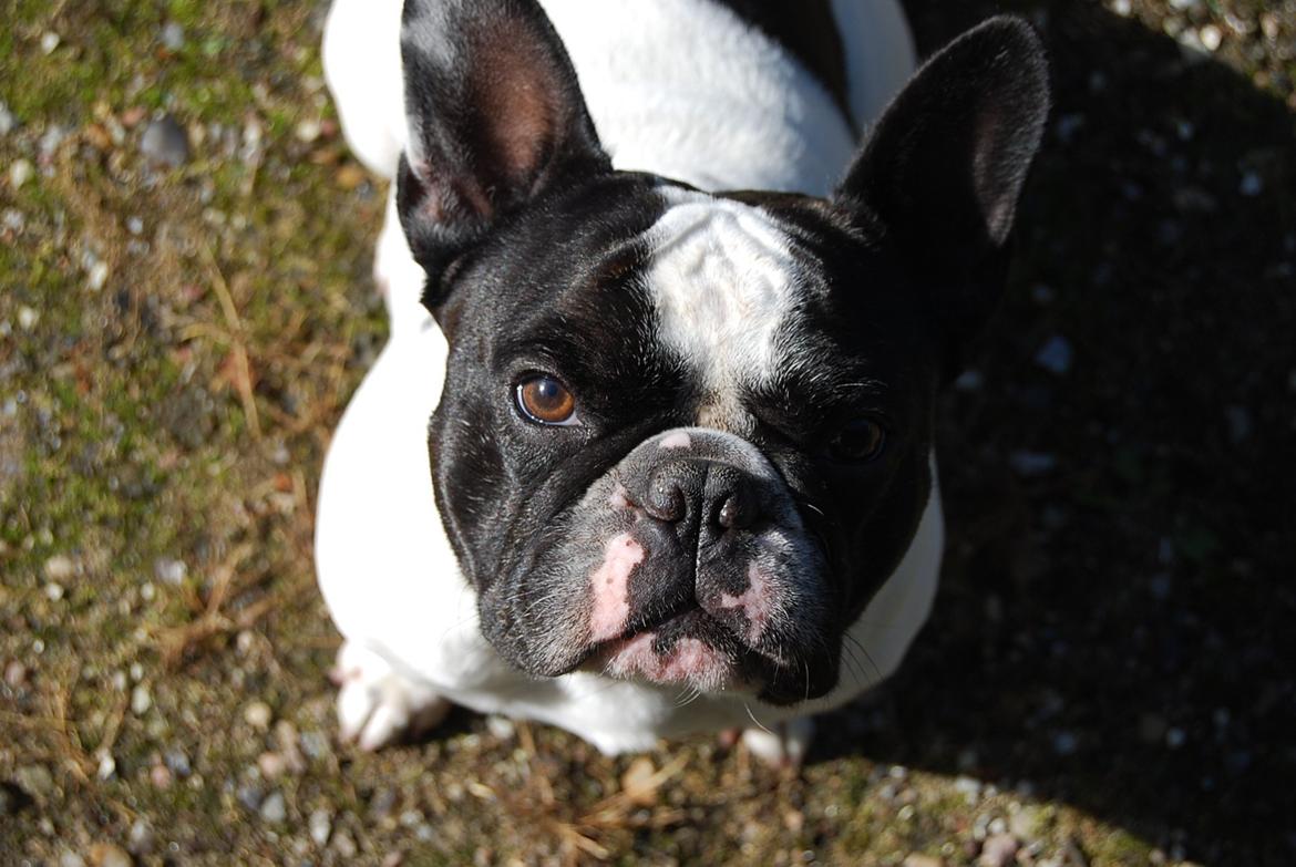 Fransk bulldog Gizmo billede 1