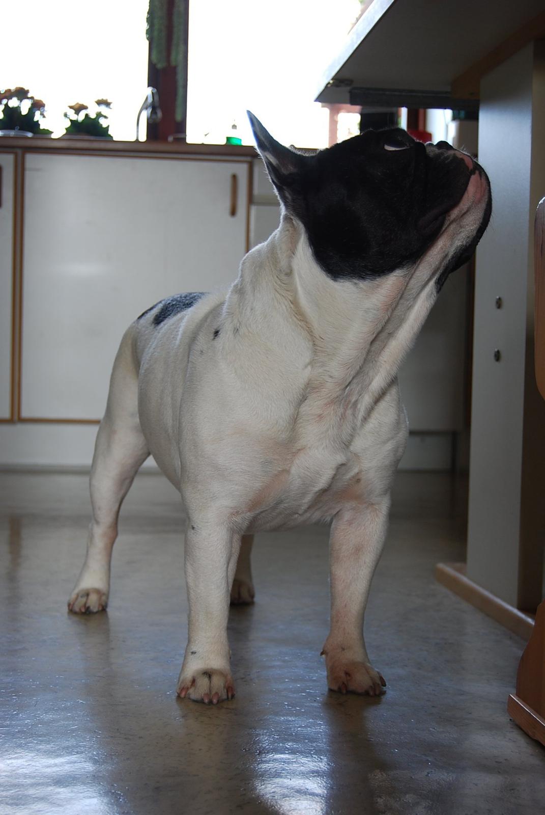 Fransk bulldog Gizmo billede 2