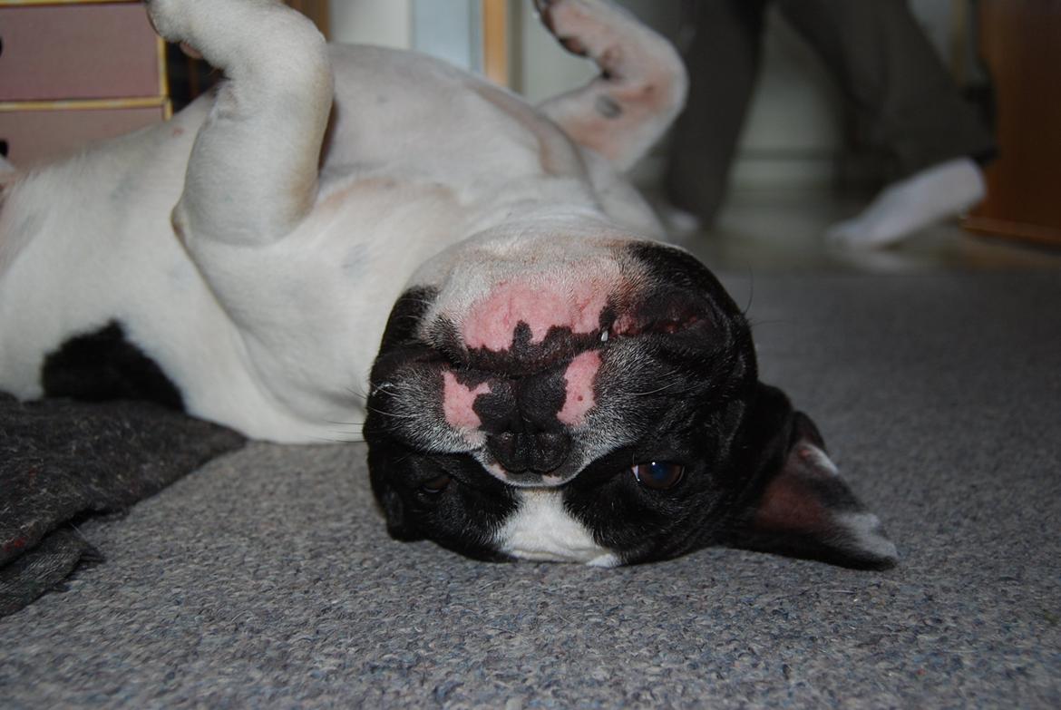 Fransk bulldog Gizmo billede 3