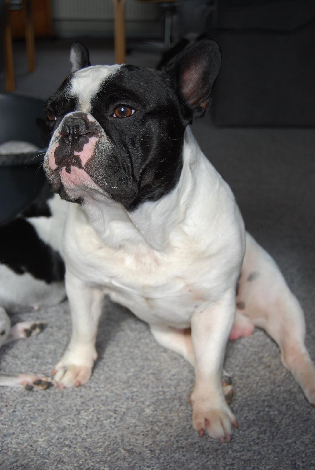 Fransk bulldog Gizmo billede 4
