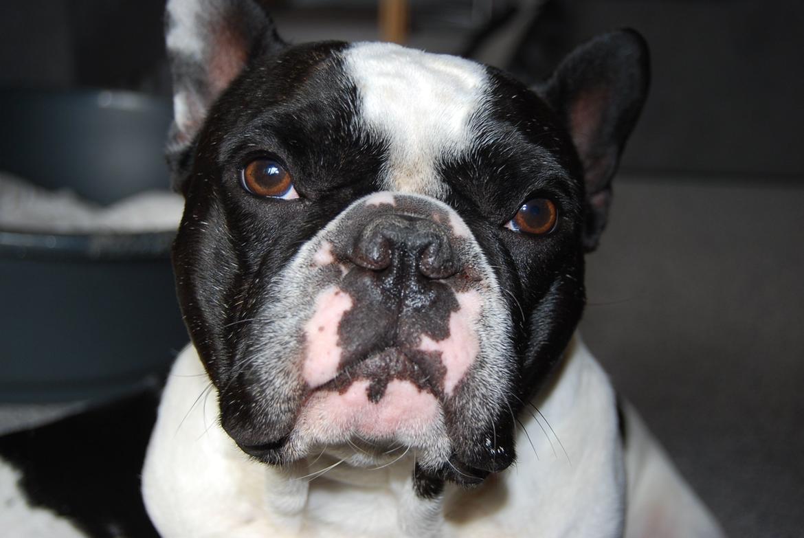 Fransk bulldog Gizmo billede 5