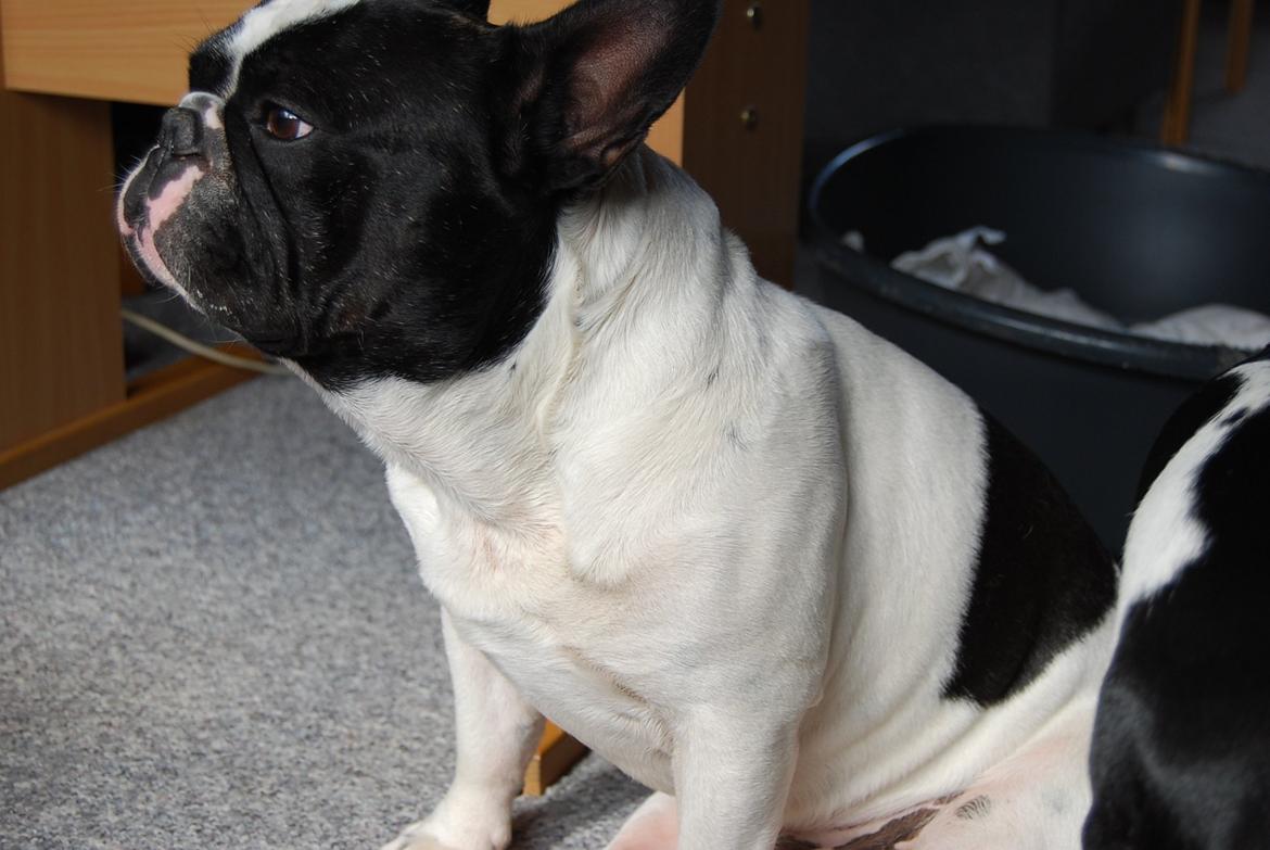 Fransk bulldog Gizmo billede 6