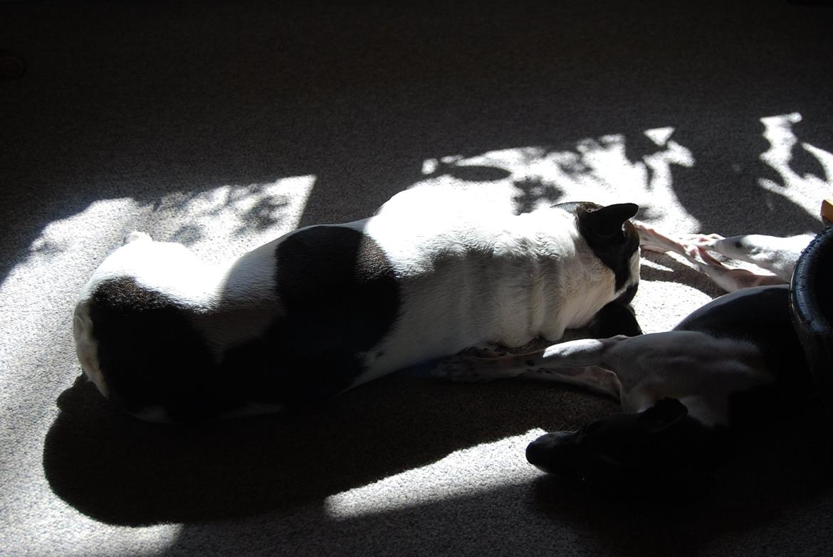 Fransk bulldog Gizmo billede 7