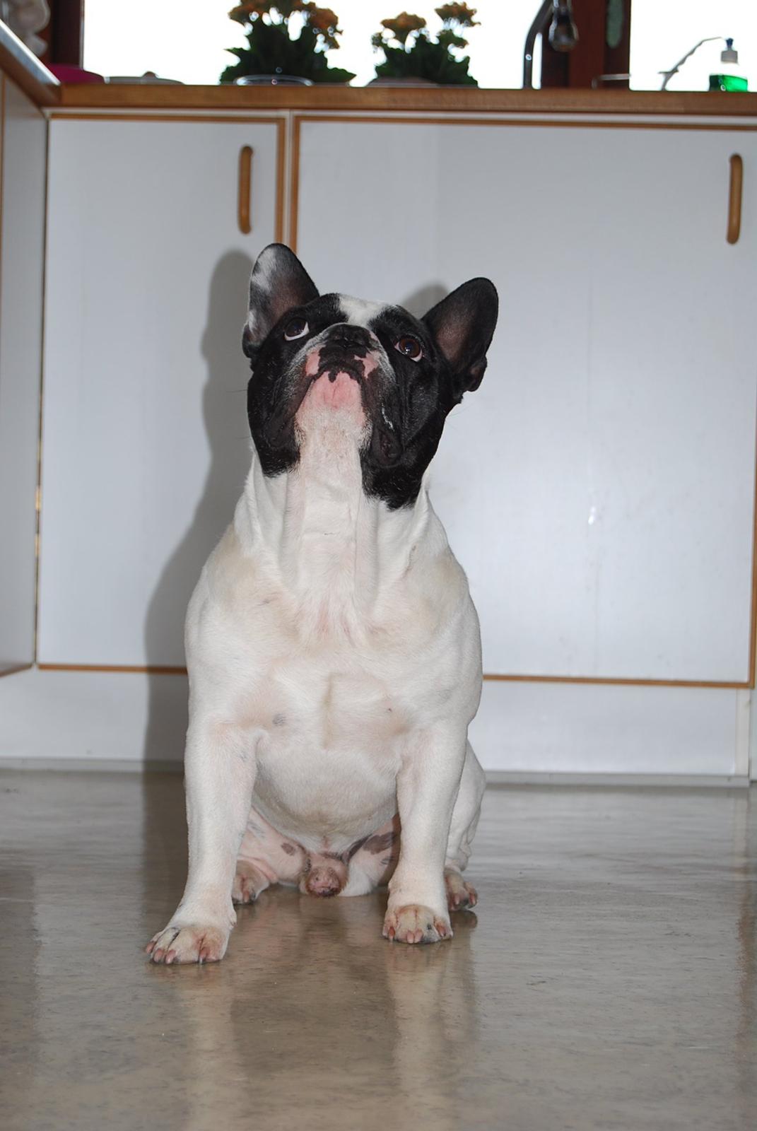Fransk bulldog Gizmo billede 8