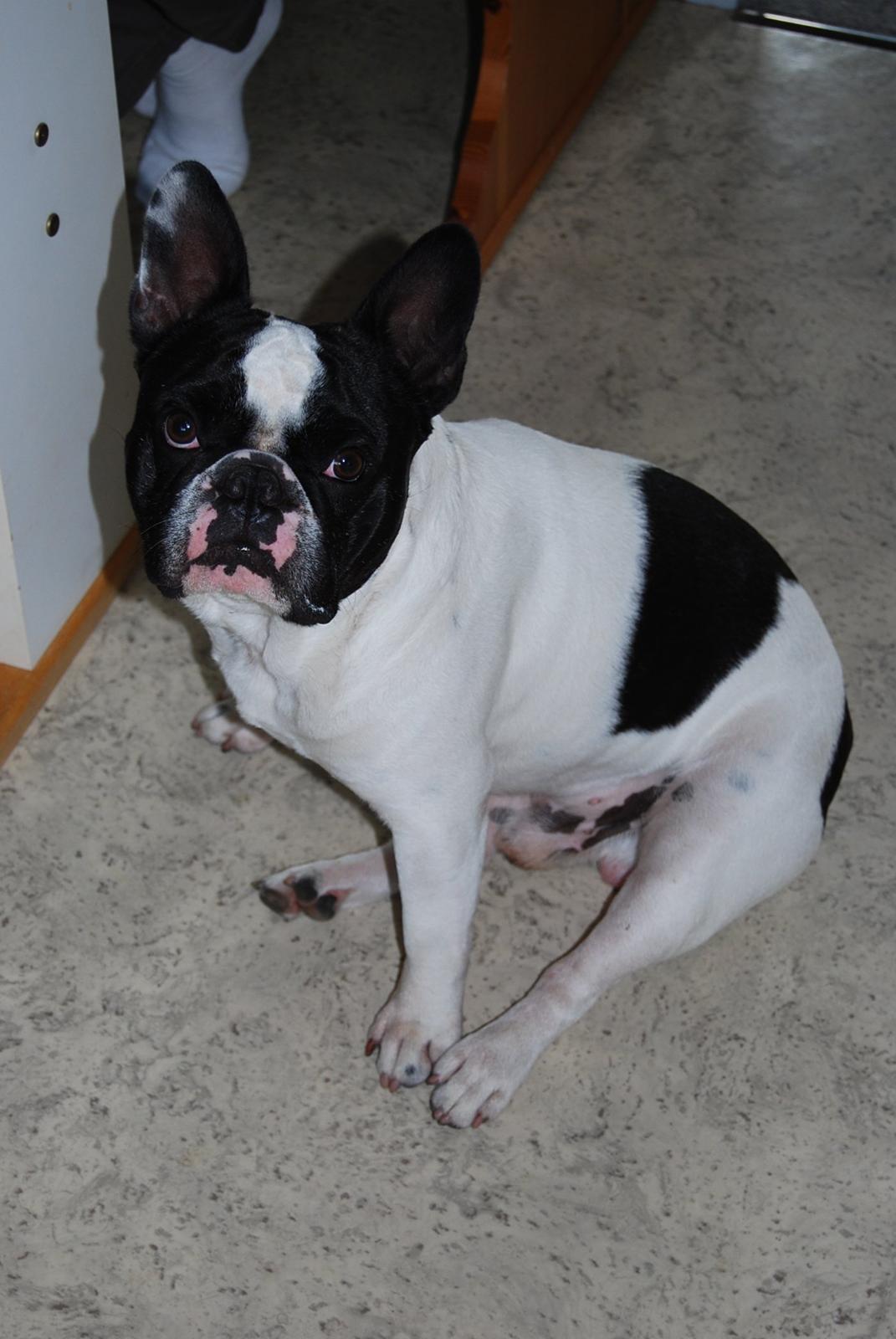 Fransk bulldog Gizmo billede 9