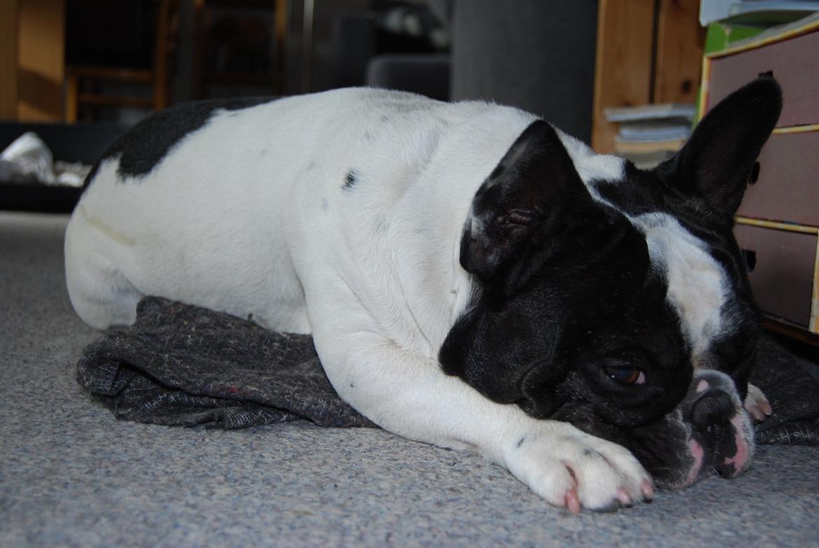 Fransk bulldog Gizmo billede 10