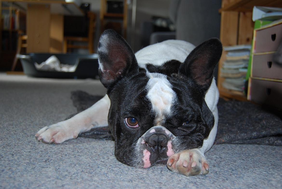 Fransk bulldog Gizmo billede 11