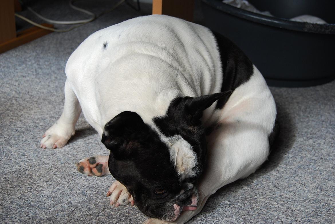 Fransk bulldog Gizmo billede 12