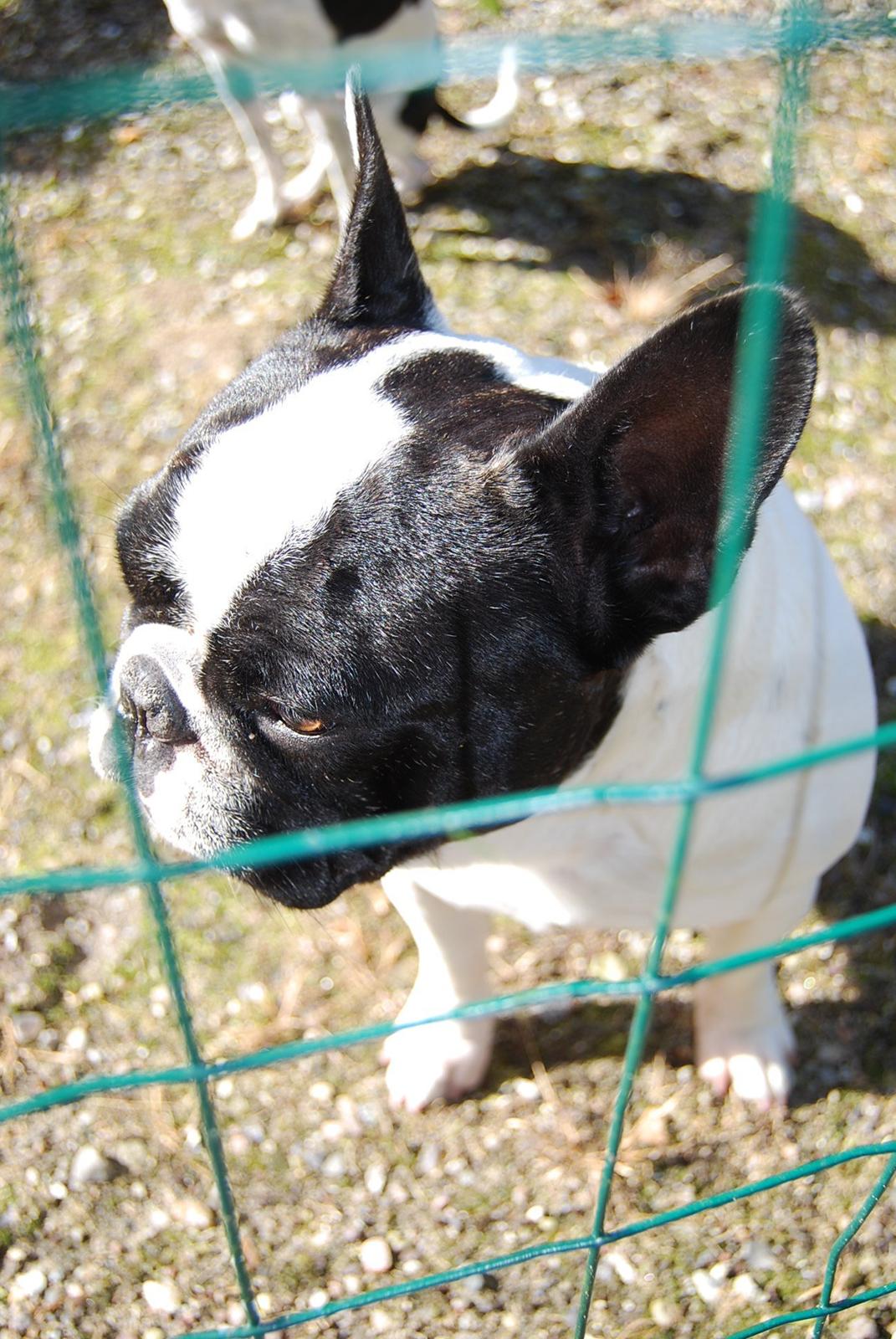 Fransk bulldog Gizmo billede 13