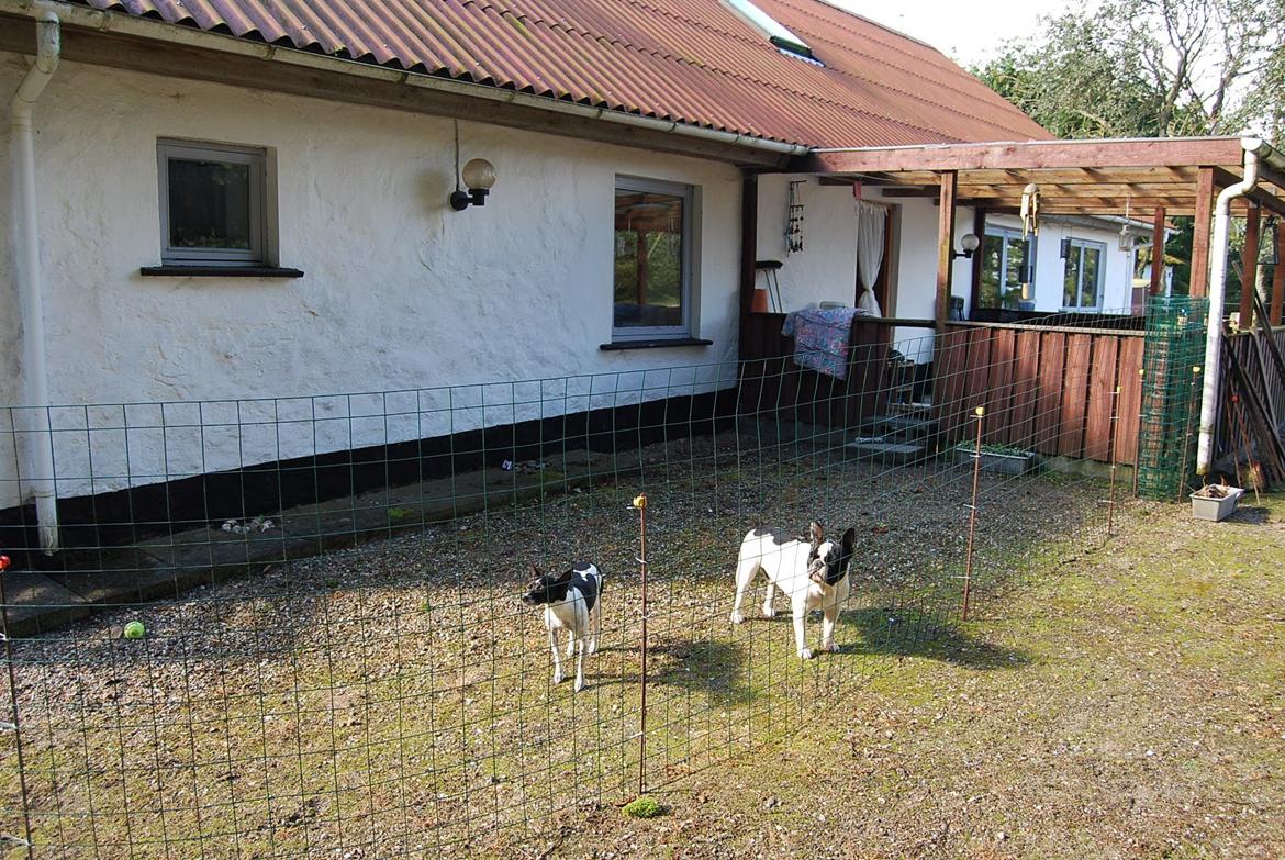 Fransk bulldog Gizmo billede 14