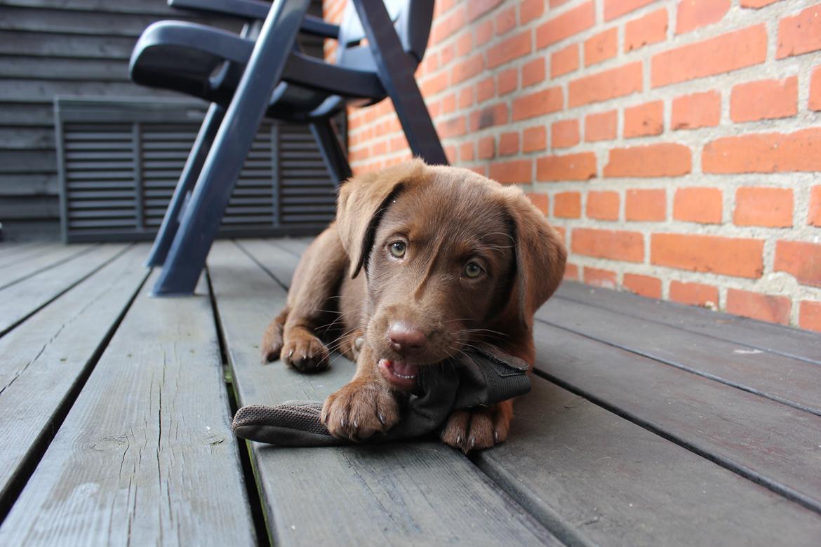 Labrador retriever Trille billede 1