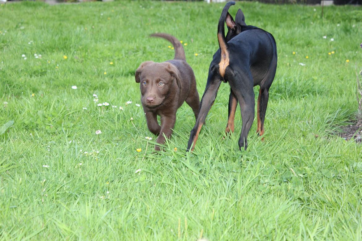 Labrador retriever Trille billede 2