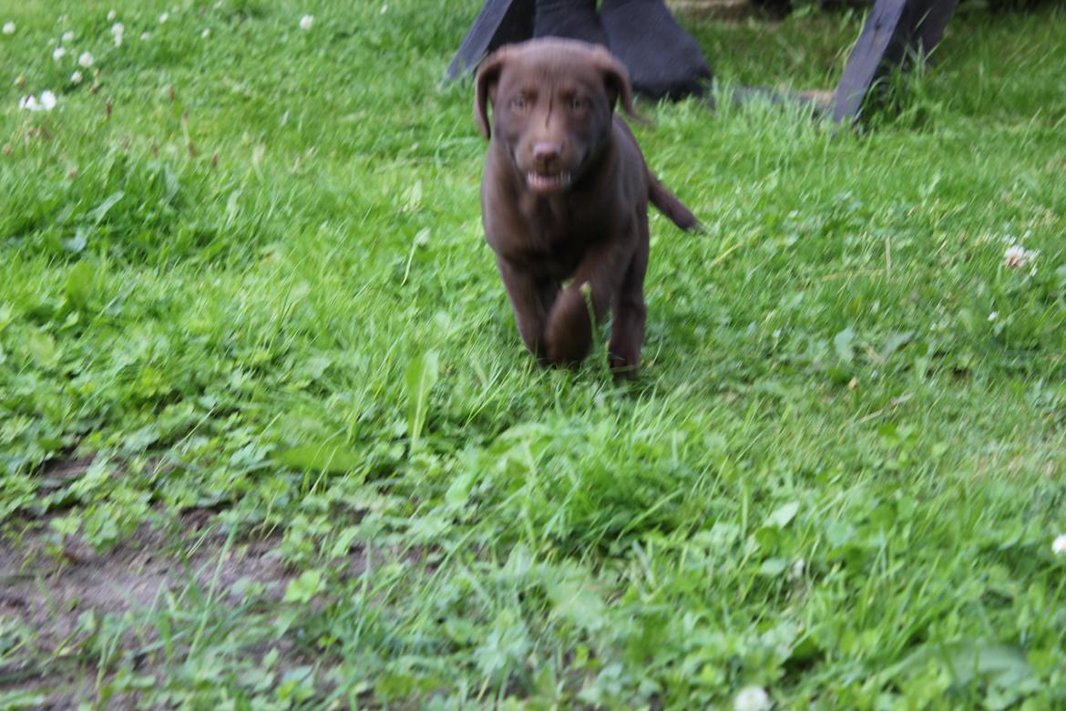 Labrador retriever Trille billede 3