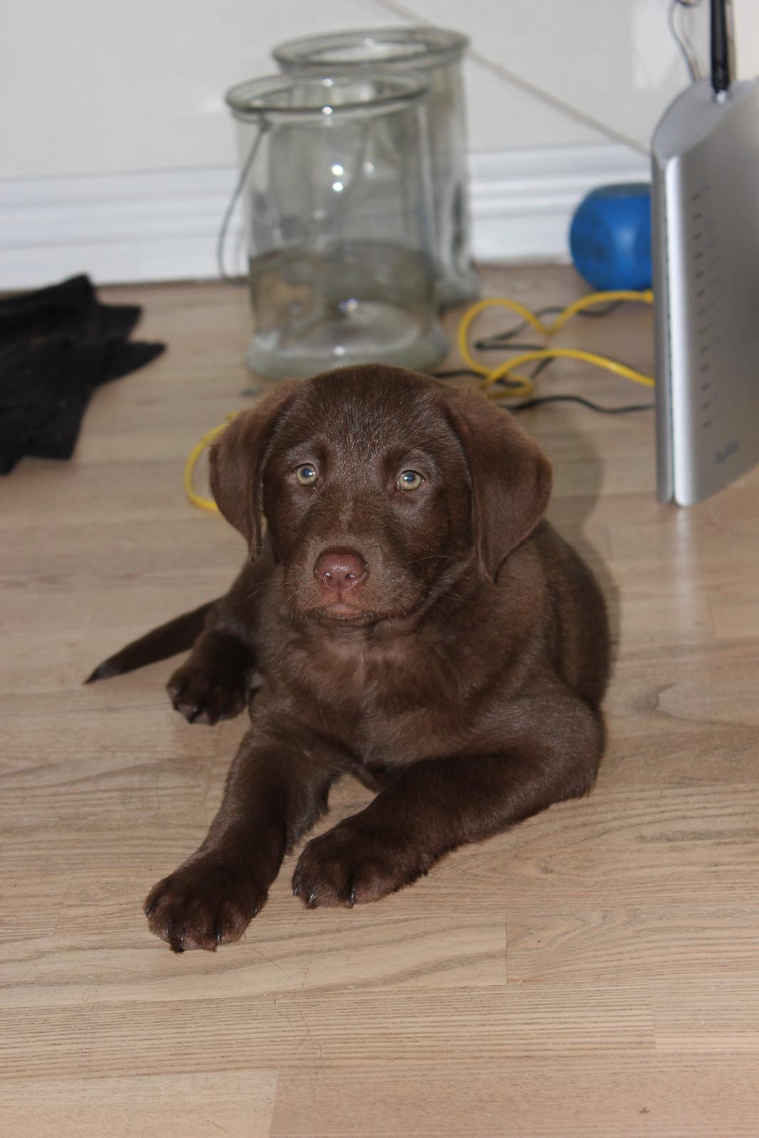 Labrador retriever Trille billede 4