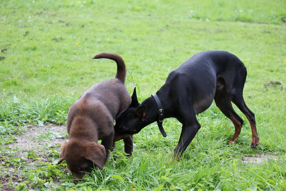 Labrador retriever Trille billede 5