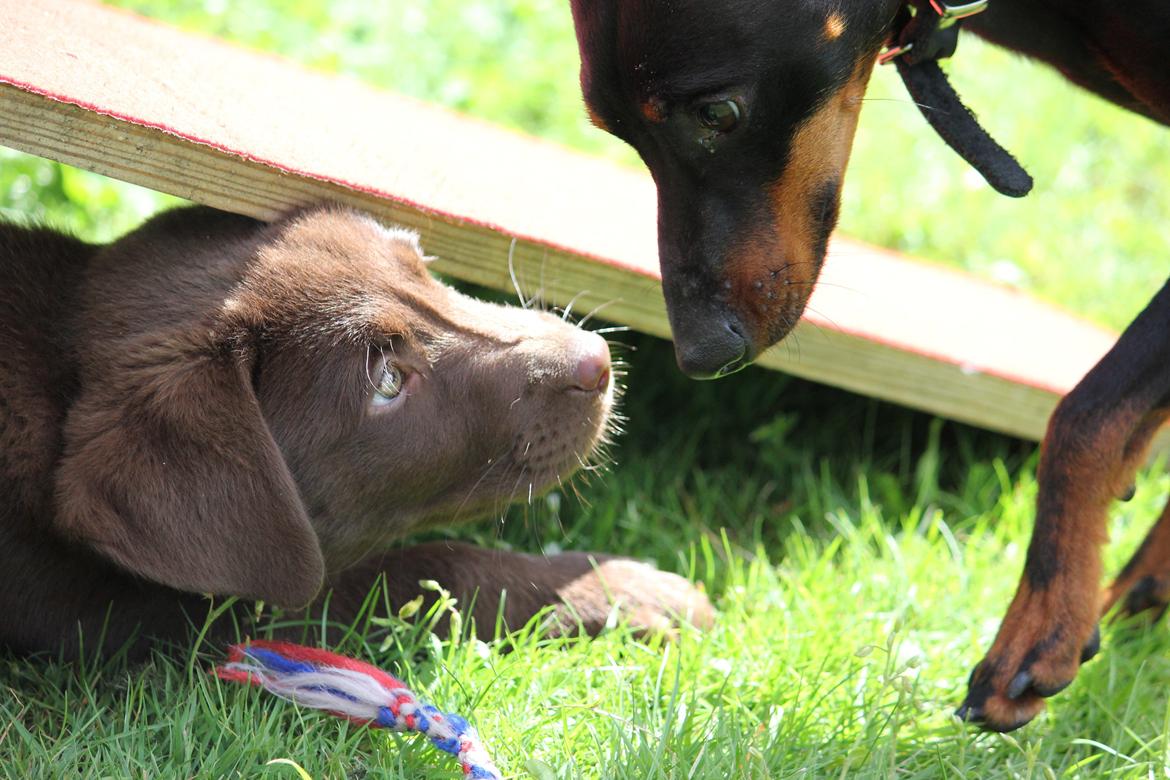 Labrador retriever Trille billede 6