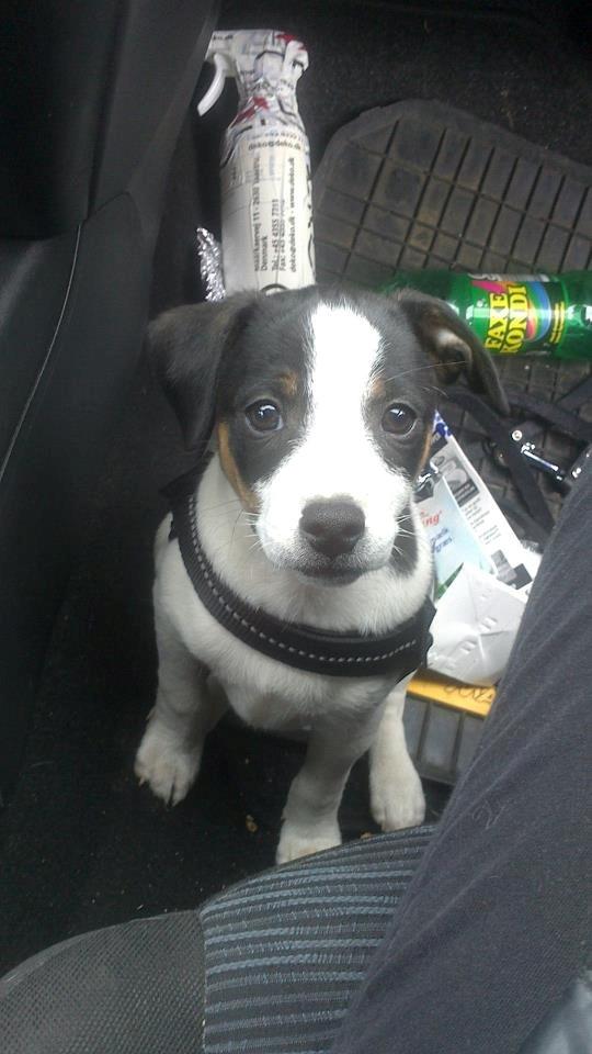 Dansk svensk gaardhund Chili billede 14