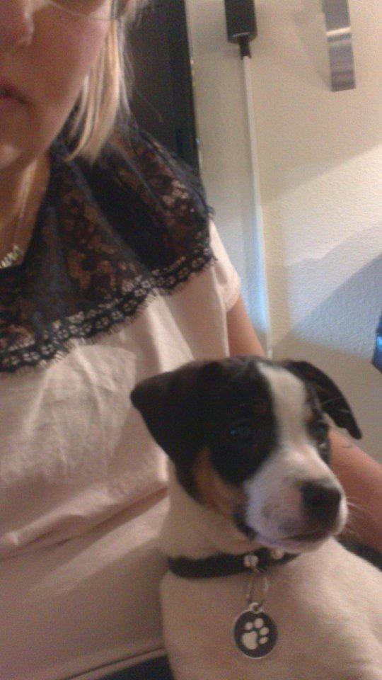 Dansk svensk gaardhund Chili billede 7