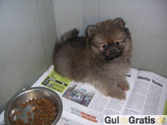 Pomeranian Emma billede 2