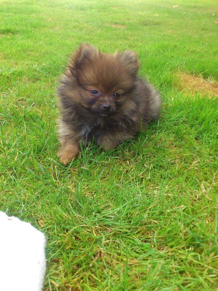 Pomeranian Emma billede 3