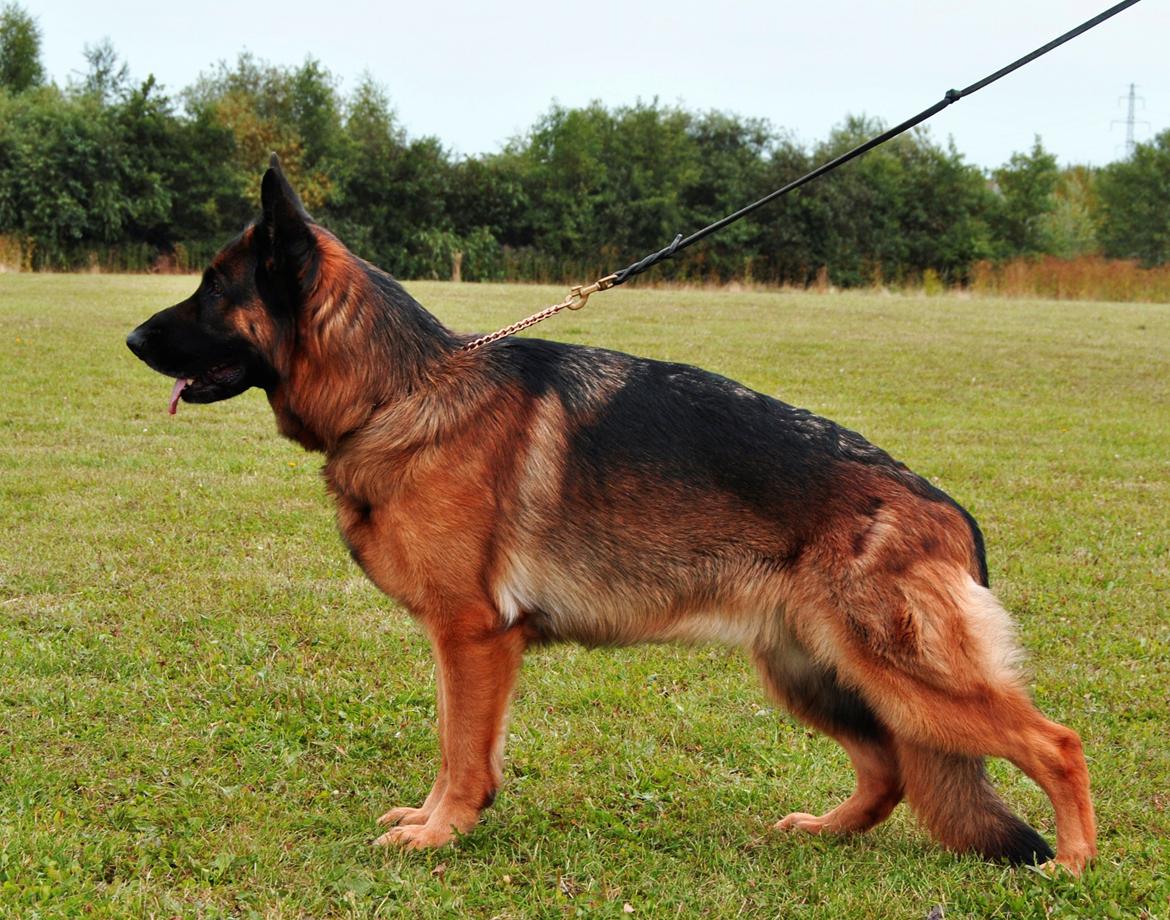 Schæferhund Akacias Mocca - Mocca 3 år gammel. Aug 2012. billede 17