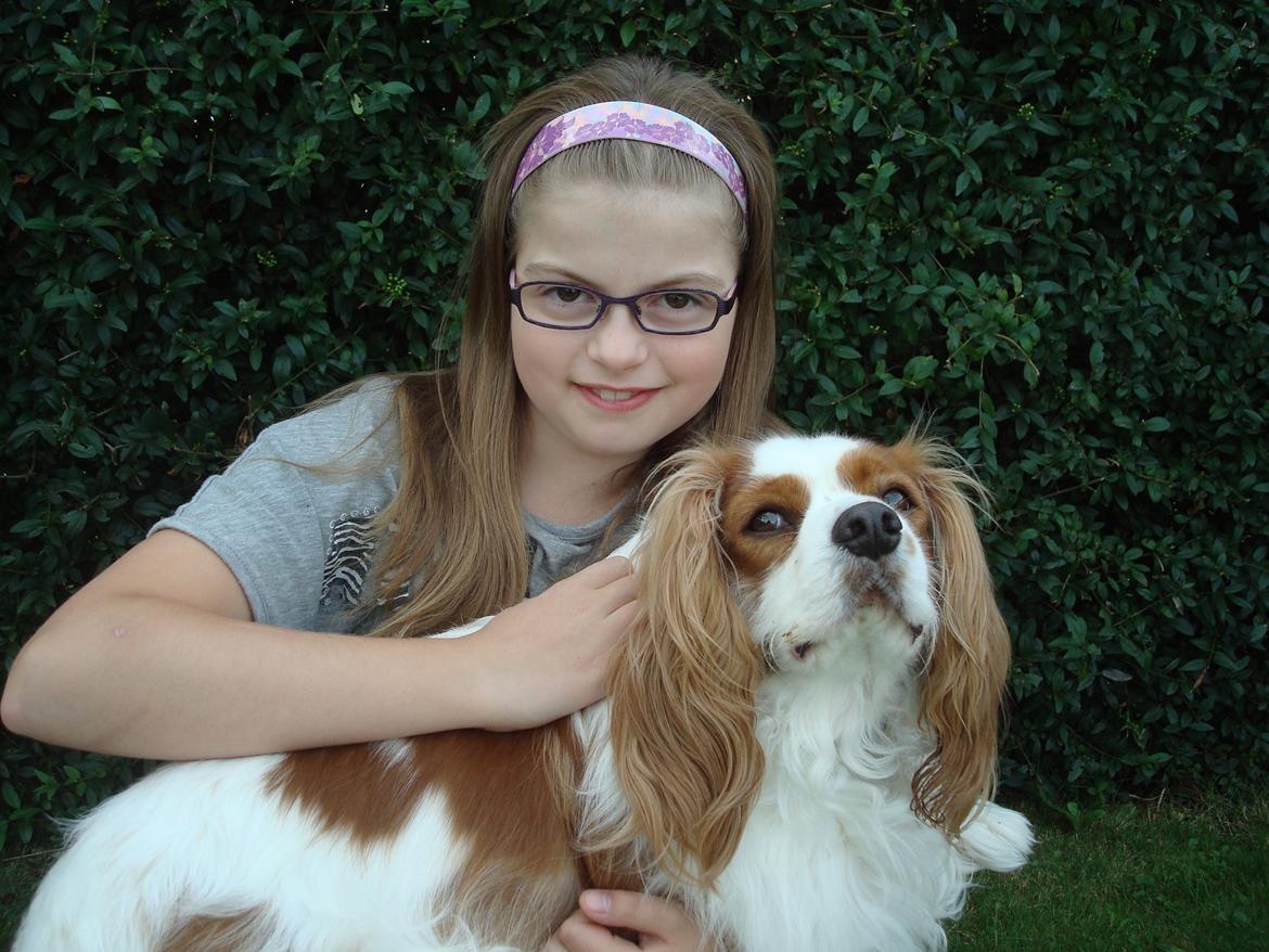Cavalier king charles spaniel Bailey (Drøm sødt min skat) - sitter ned med Bailey på skødet billede 2