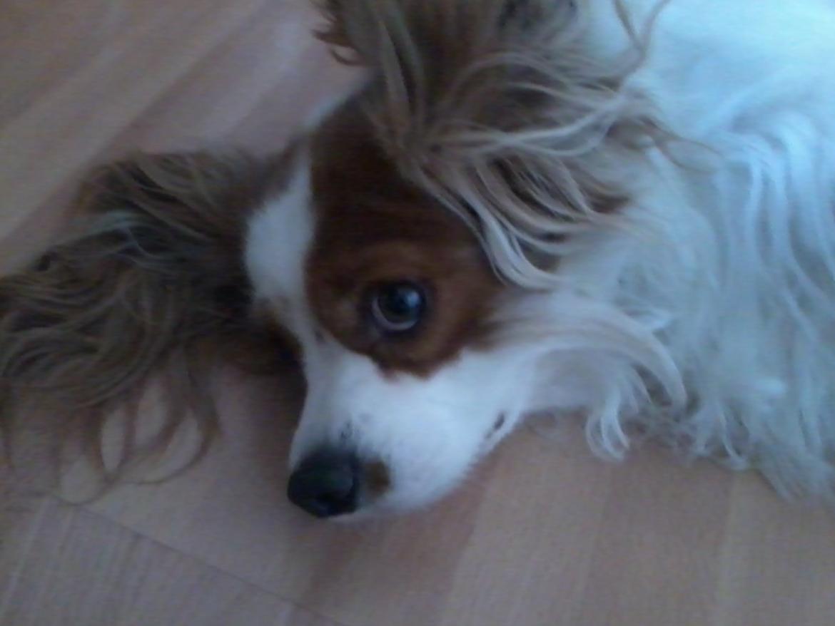 Cavalier king charles spaniel Bailey (Drøm sødt min skat) - ligger ned med store øjne billede 1