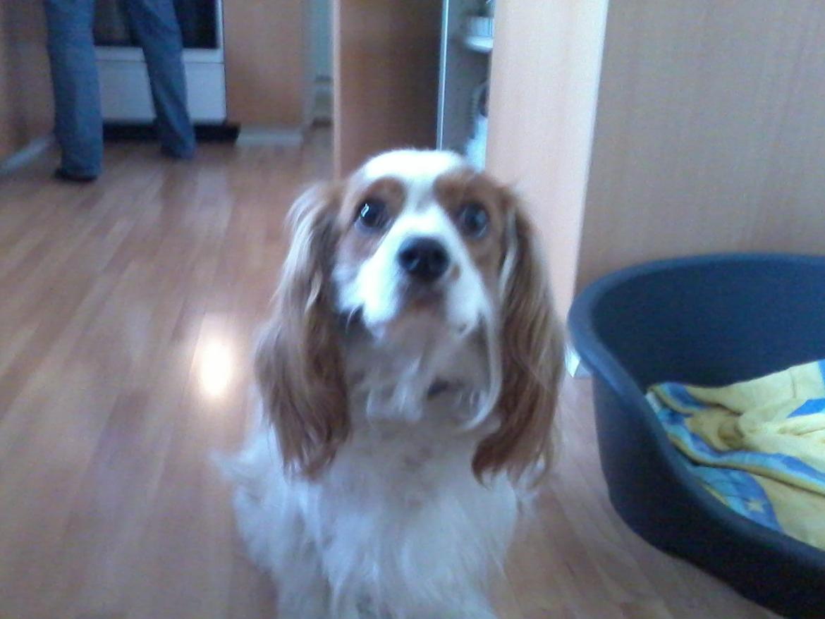 Cavalier king charles spaniel Bailey (Drøm sødt min skat) - en lille sød hund der sitter billede 3