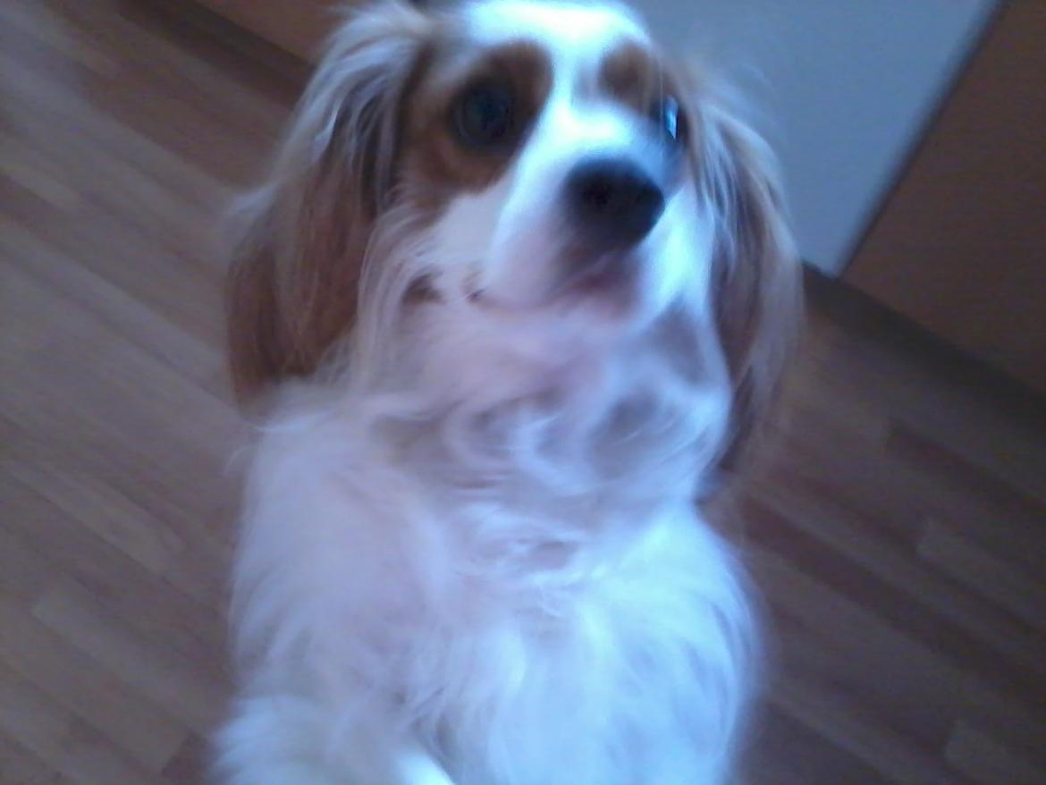 Cavalier king charles spaniel Bailey (Drøm sødt min skat) - en lille sød hund det står på to ben billede 4
