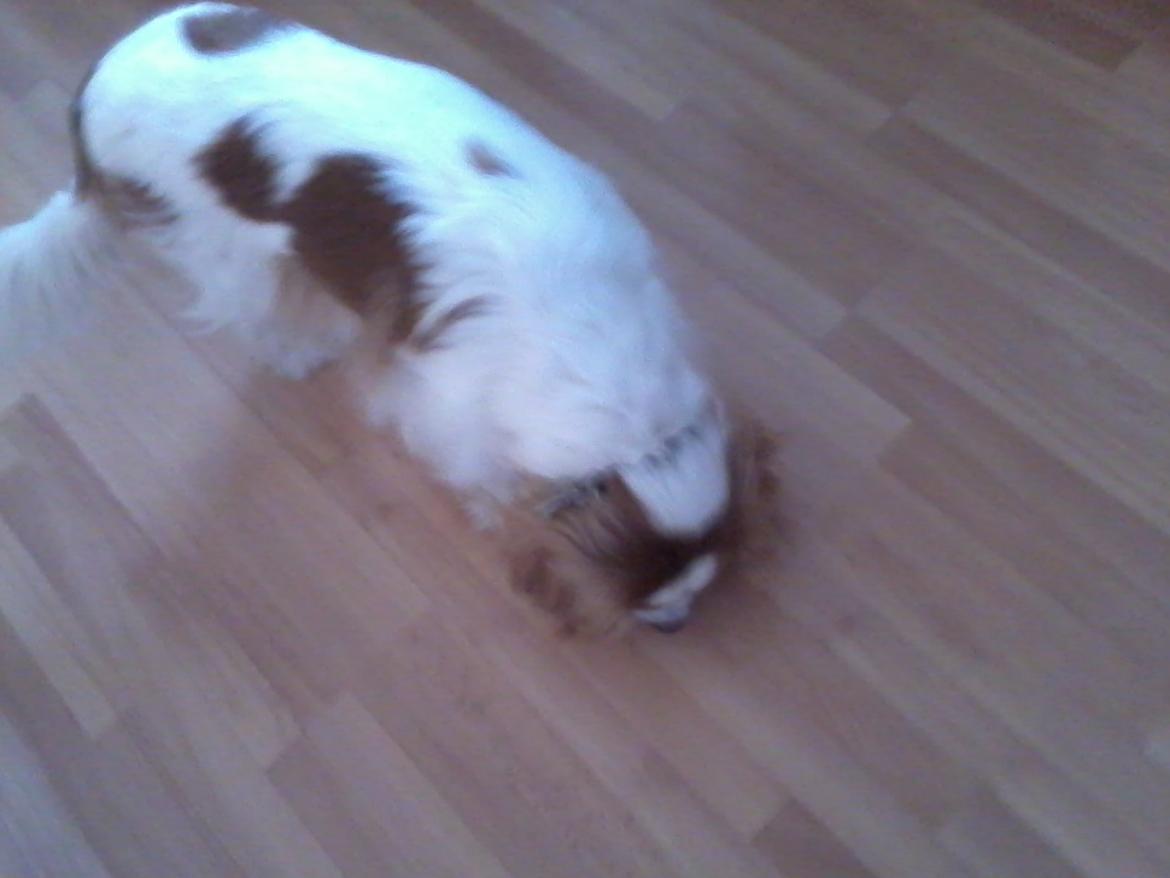 Cavalier king charles spaniel Bailey (Drøm sødt min skat) - en lille sød hund der snuser billede 5