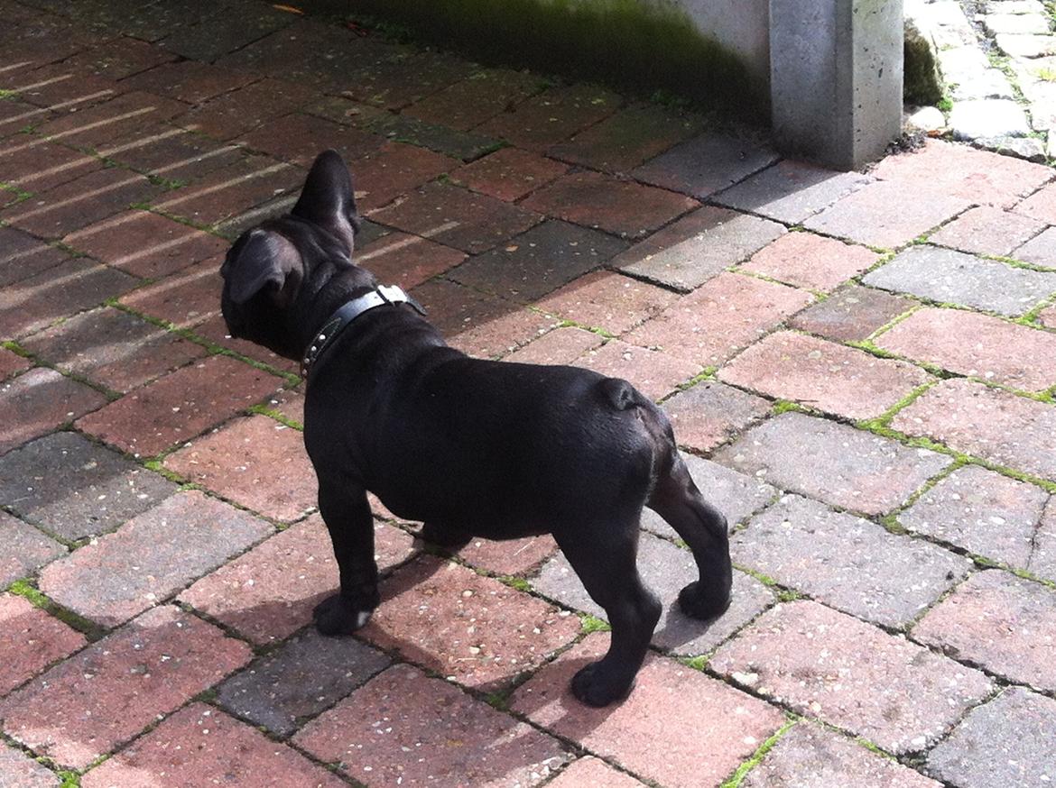 Fransk bulldog Hard Black Jack Faster Than A Kiss billede 6