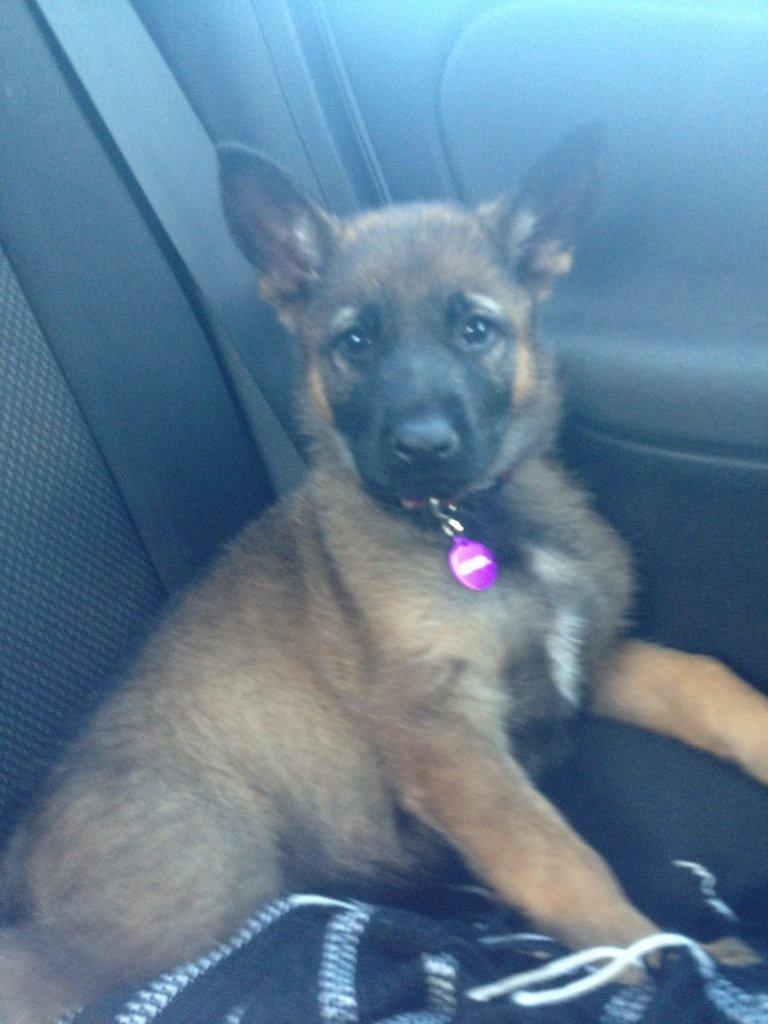 Schæferhund Jabina Boleo Freja * Omplaceret * - Freja på vej hjem fra Kennel Jabina  billede 4