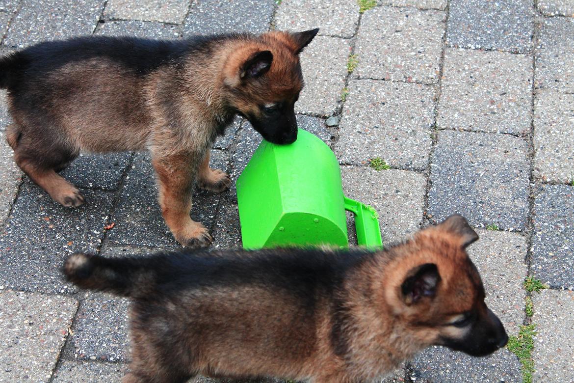 Schæferhund Jabina Boleo Freja * Omplaceret * - Freja som står oppe i venstre hjørne :)  billede 5