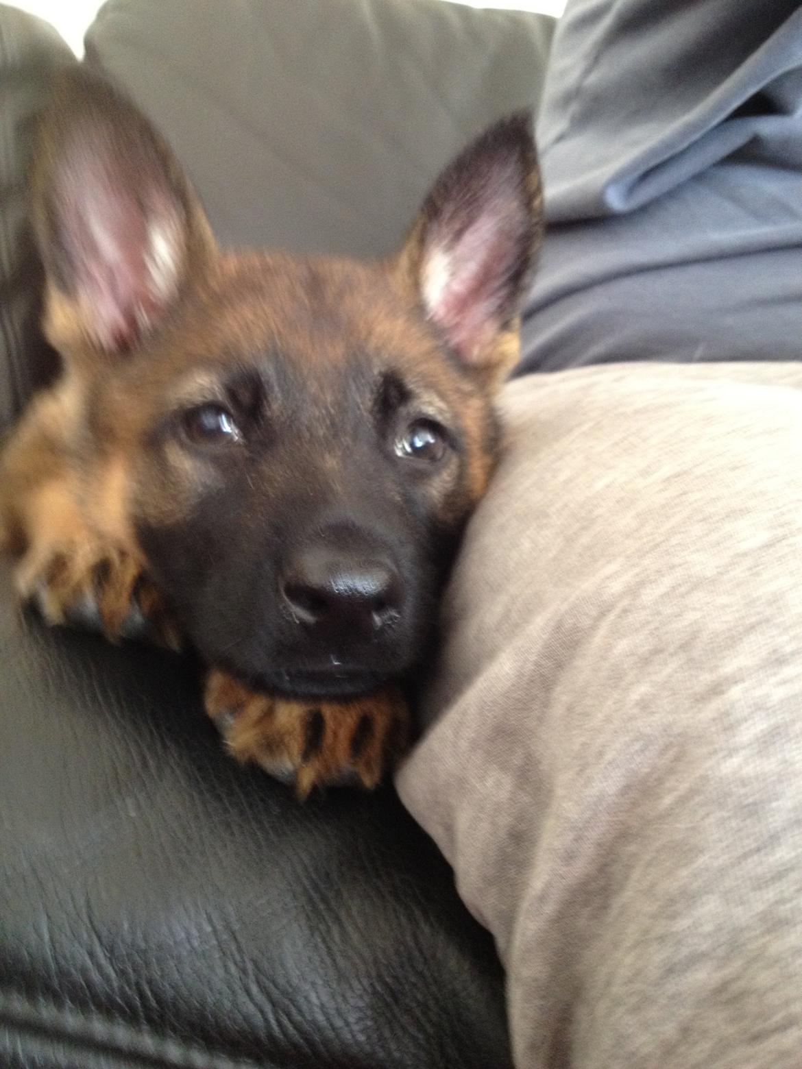 Schæferhund Jabina Boleo Freja * Omplaceret * - Freja ligger op af far hjemme ved farmor og farfar :)  billede 6