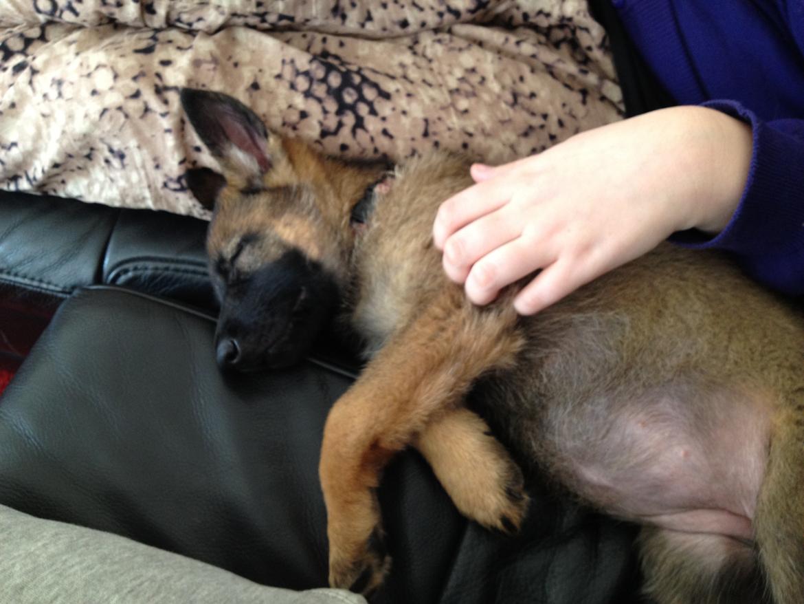 Schæferhund Jabina Boleo Freja * Omplaceret * - Freja flader ud sammen med mor :) 

Ved: farmor og farfar :)  billede 7