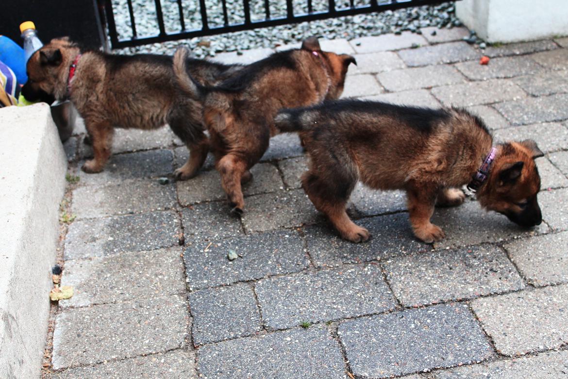 Schæferhund Jabina Boleo Freja * Omplaceret * - Nysgerrige Freja oppe i venstre hjørne :)  billede 8