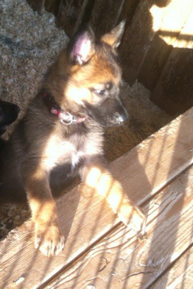 Schæferhund Jabina Boleo Freja * Omplaceret * - Et af de første billeder vi så af Freja og vi var solgt :)  billede 9