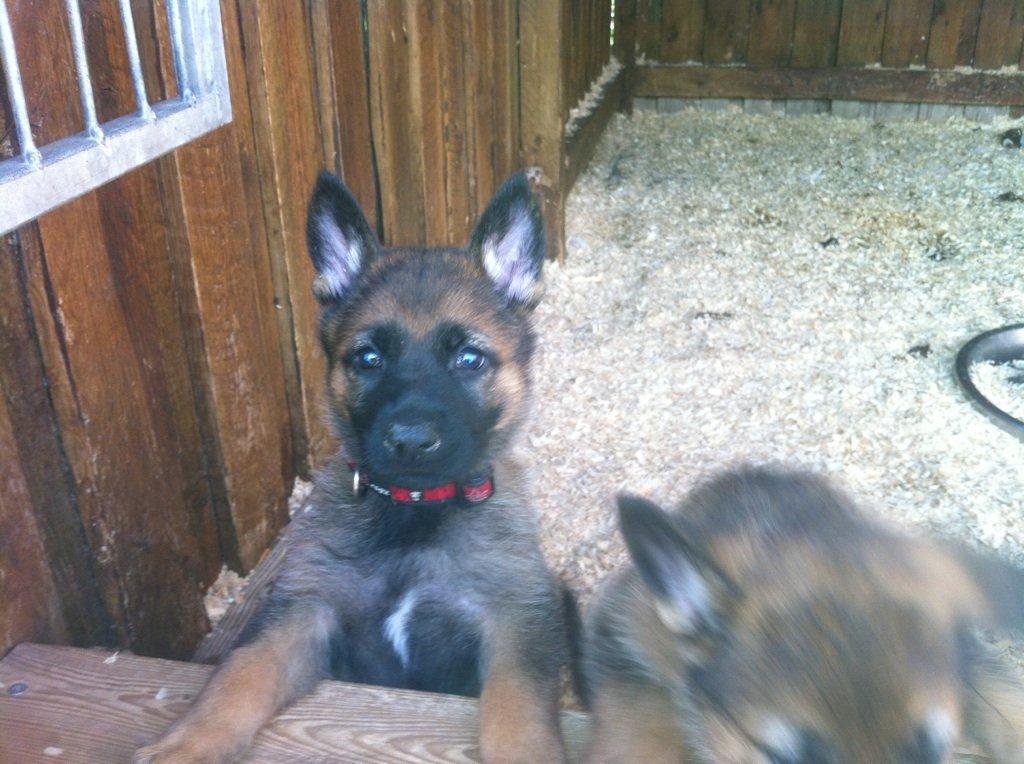 Schæferhund Jabina Boleo Freja * Omplaceret * - Freja viser sig flot frem foran kameraet :)  billede 10