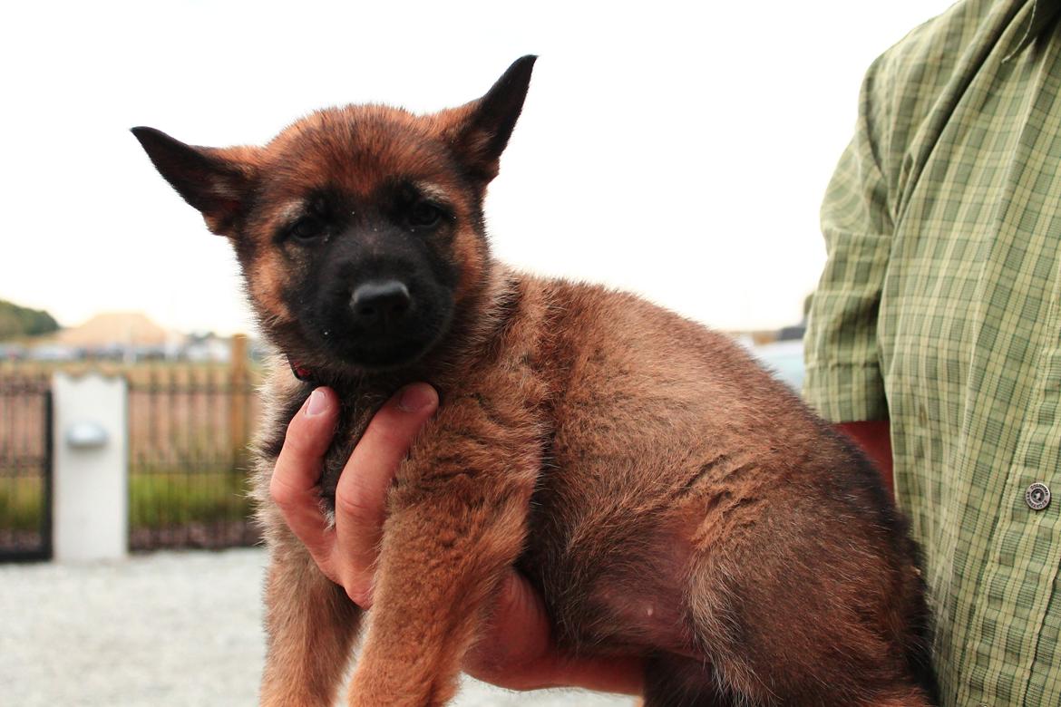 Schæferhund Jabina Boleo Freja * Omplaceret * - Freja 7 uger gammel :)  billede 11