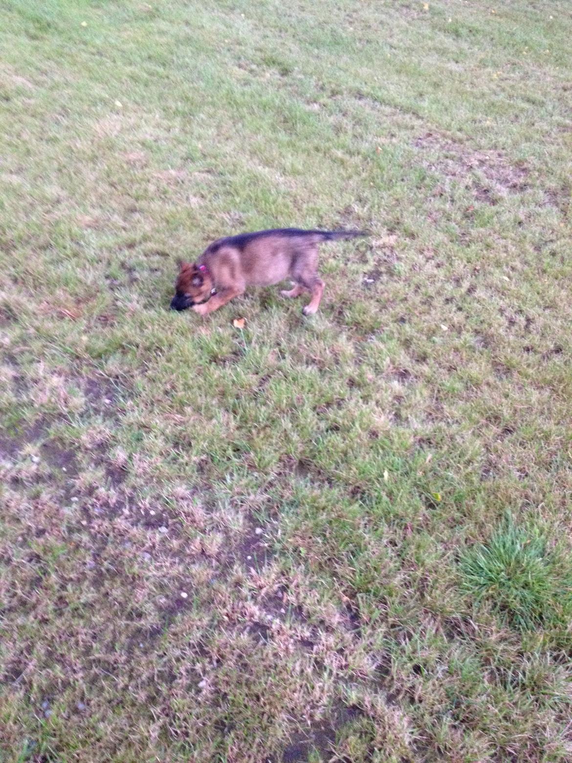 Schæferhund Jabina Boleo Freja * Omplaceret * - Freja kan godt dufte at hun ikke er den eneste hund i familien :)  billede 13